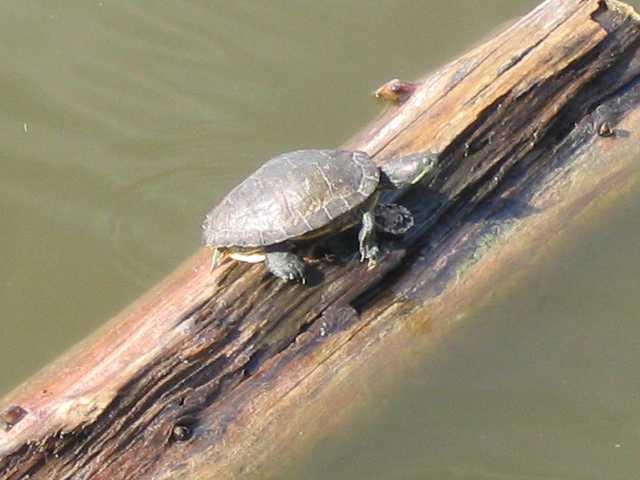 618x457 pixels (164K)